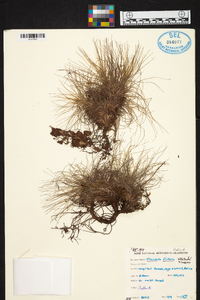 Tillandsia filifolia image