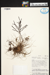 Tillandsia filifolia image