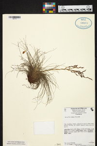 Tillandsia filifolia image