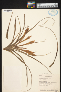 Tillandsia flabellata image