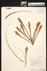 Tillandsia flabellata image