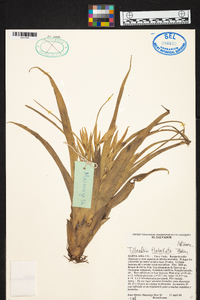 Tillandsia flabellata image