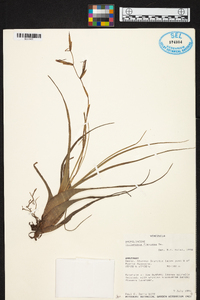 Tillandsia flexuosa image