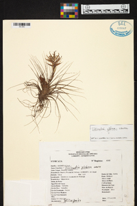 Tillandsia globosa image