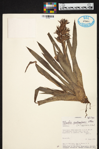 Tillandsia guatemalensis image