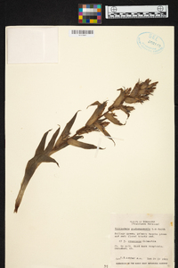 Tillandsia guatemalensis image