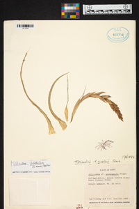 Tillandsia didisticha image