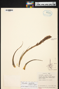 Tillandsia didisticha image