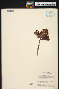 Racinaea hamaleana image
