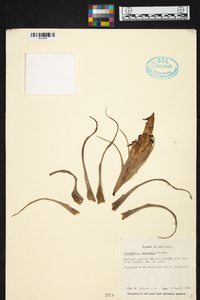 Tillandsia harrisii image