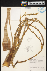 Tillandsia hildae image