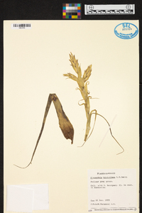 Tillandsia hintoniana image