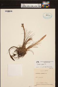 Tillandsia ignesiae image