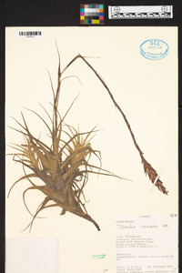 Tillandsia incarnata image