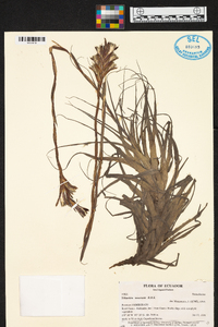 Tillandsia incarnata image