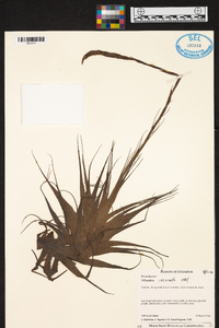 Tillandsia incarnata image