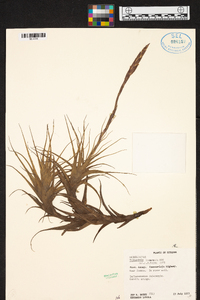 Tillandsia incarnata image