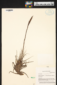 Tillandsia incarnata image