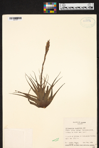 Tillandsia incarnata image