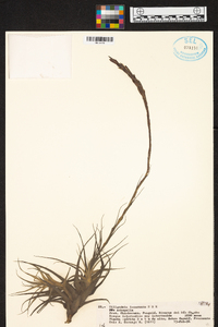 Tillandsia incarnata image