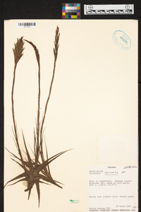 Tillandsia incarnata image