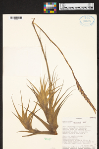 Tillandsia incarnata image