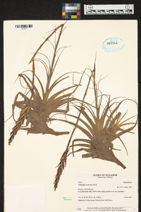 Tillandsia incarnata image