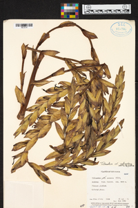 Tillandsia indigofera image