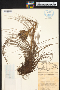 Tillandsia juncea image