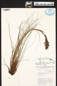 Tillandsia juncea image