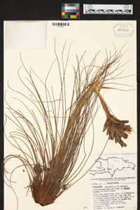 Tillandsia juncea image