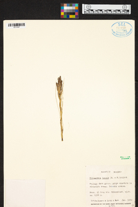 Tillandsia juncea image