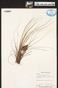 Tillandsia juncea image