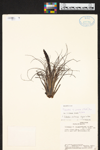 Tillandsia juncea image