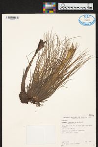 Tillandsia juncea image