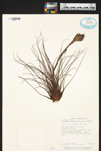 Tillandsia juncea image