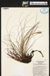 Tillandsia juncea image