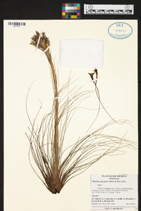 Tillandsia juncea image