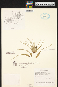 Tillandsia karwinskyana image