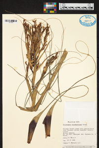 Tillandsia kirchhoffiana image