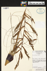 Tillandsia kirchhoffiana image