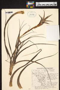 Tillandsia latifolia image