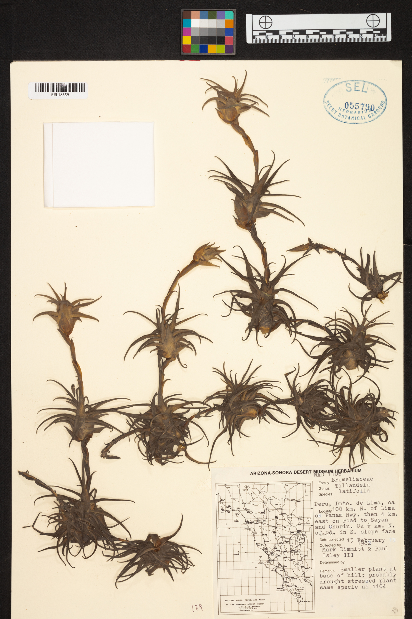 Tillandsia latifolia image