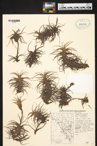 Tillandsia latifolia image