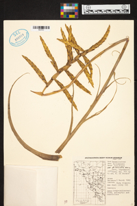 Tillandsia latifolia image