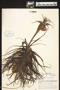 Tillandsia latifolia image