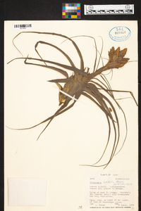 Tillandsia latifolia image