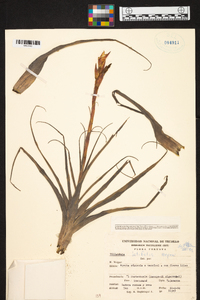 Tillandsia latifolia image