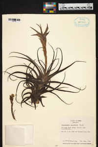 Tillandsia latifolia image