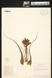 Tillandsia latifolia image